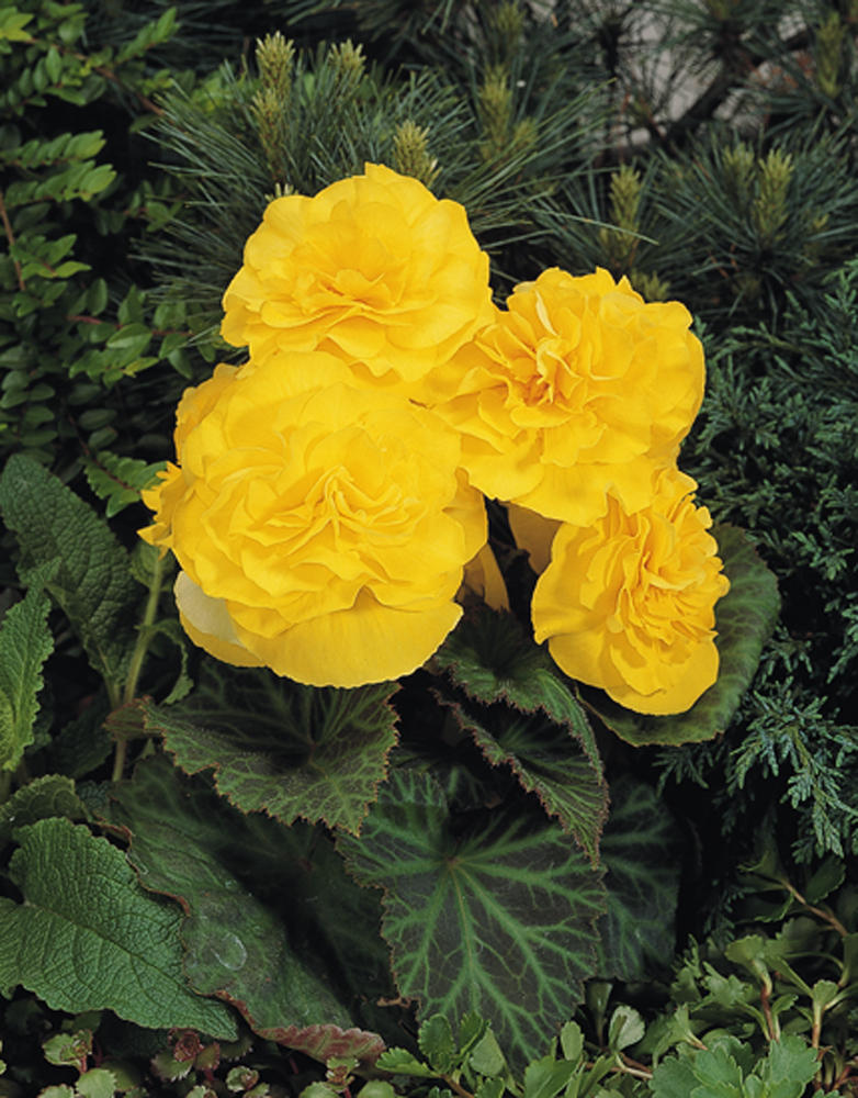 Nonstop® Yellow - Tuberous Begonia - Begonia x tuberhybrida | Proven Winners