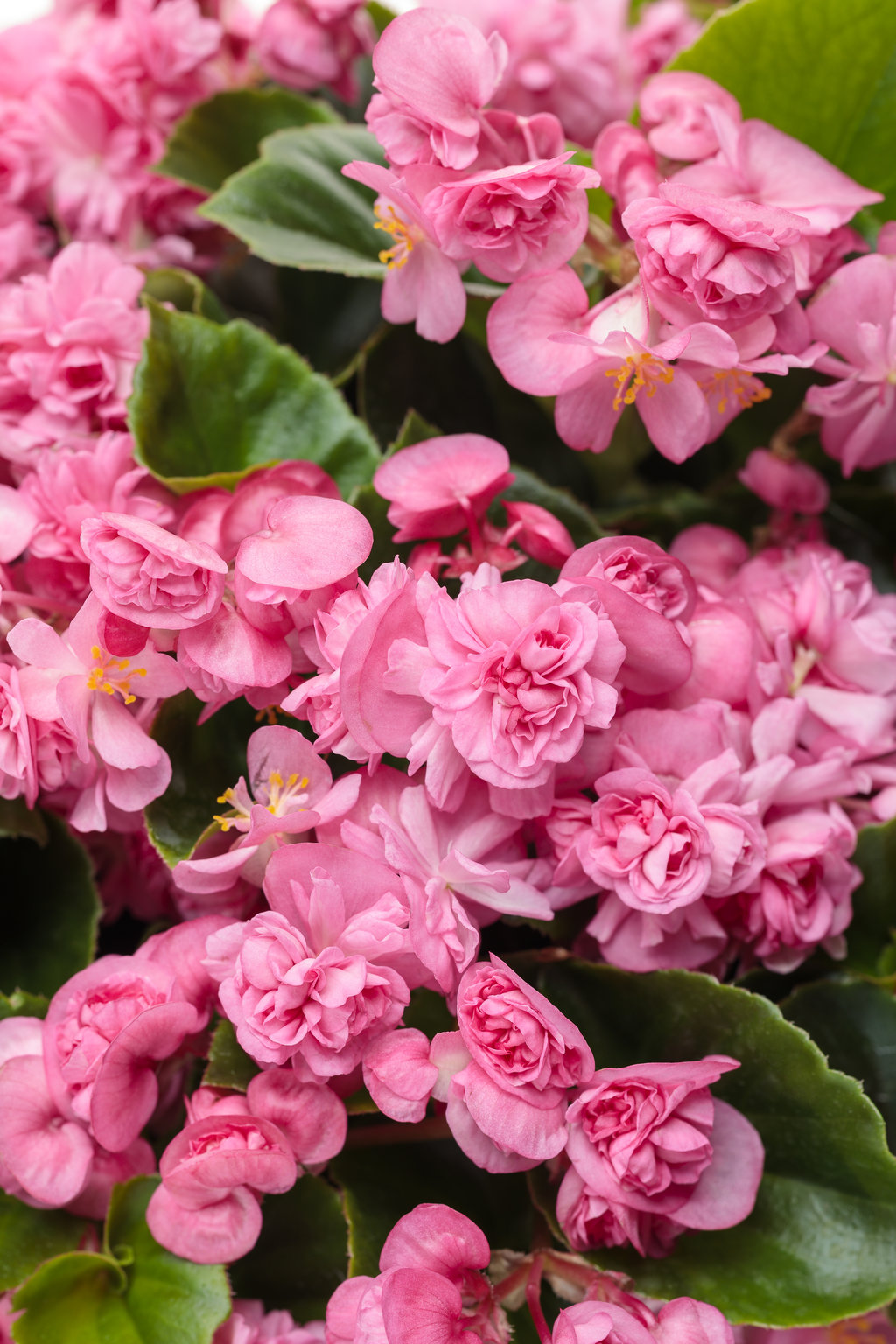 Double Up™ Pink - Begonia semperflorens | Proven Winners