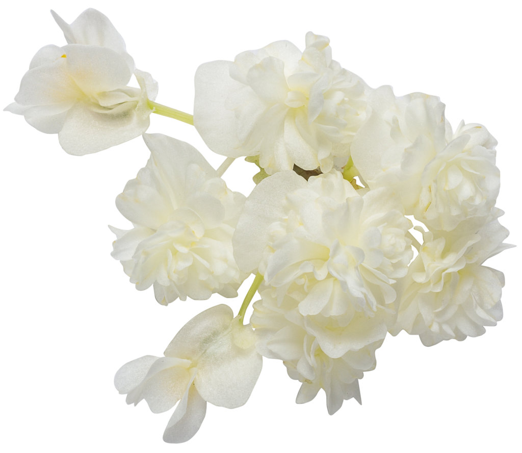 Double Up™ White - Begonia semperflorens | Proven Winners