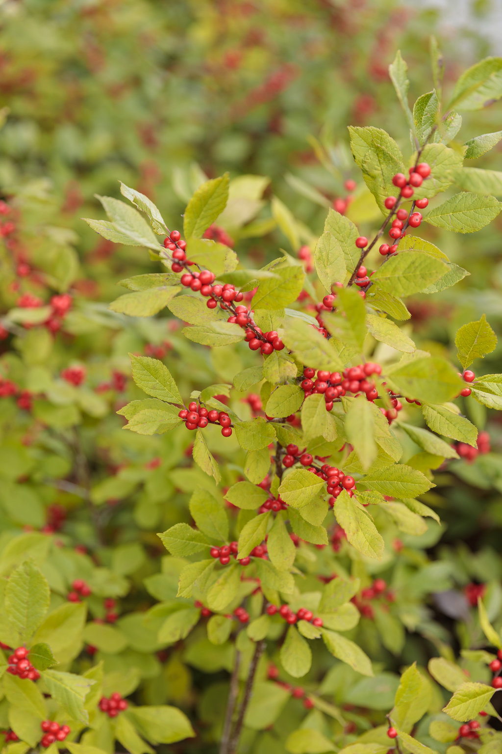 GOLD BERRY HEAVY® Winterberry Holly - 4 Pot - Proven Winners