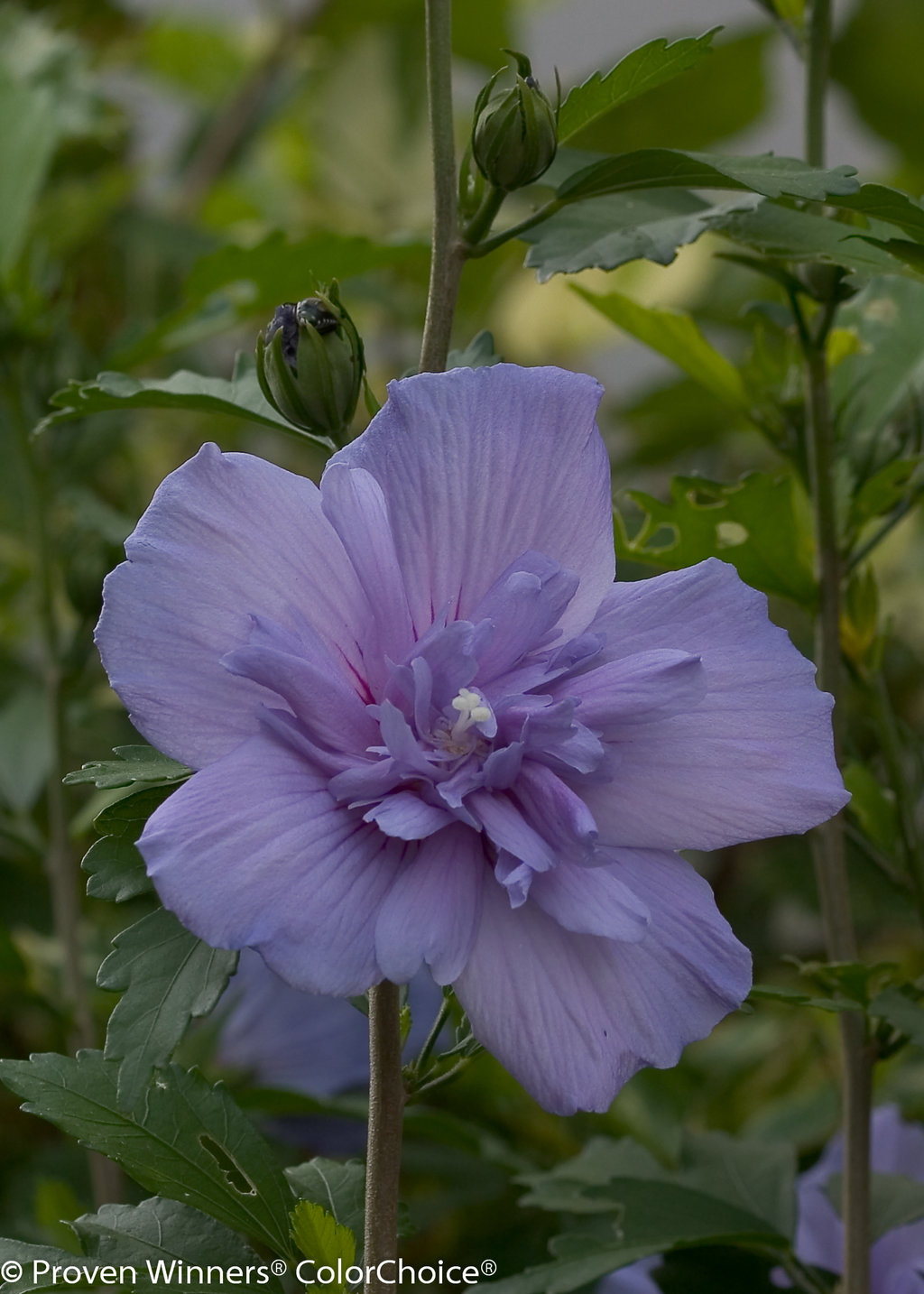 Indigo gal rose of sharon