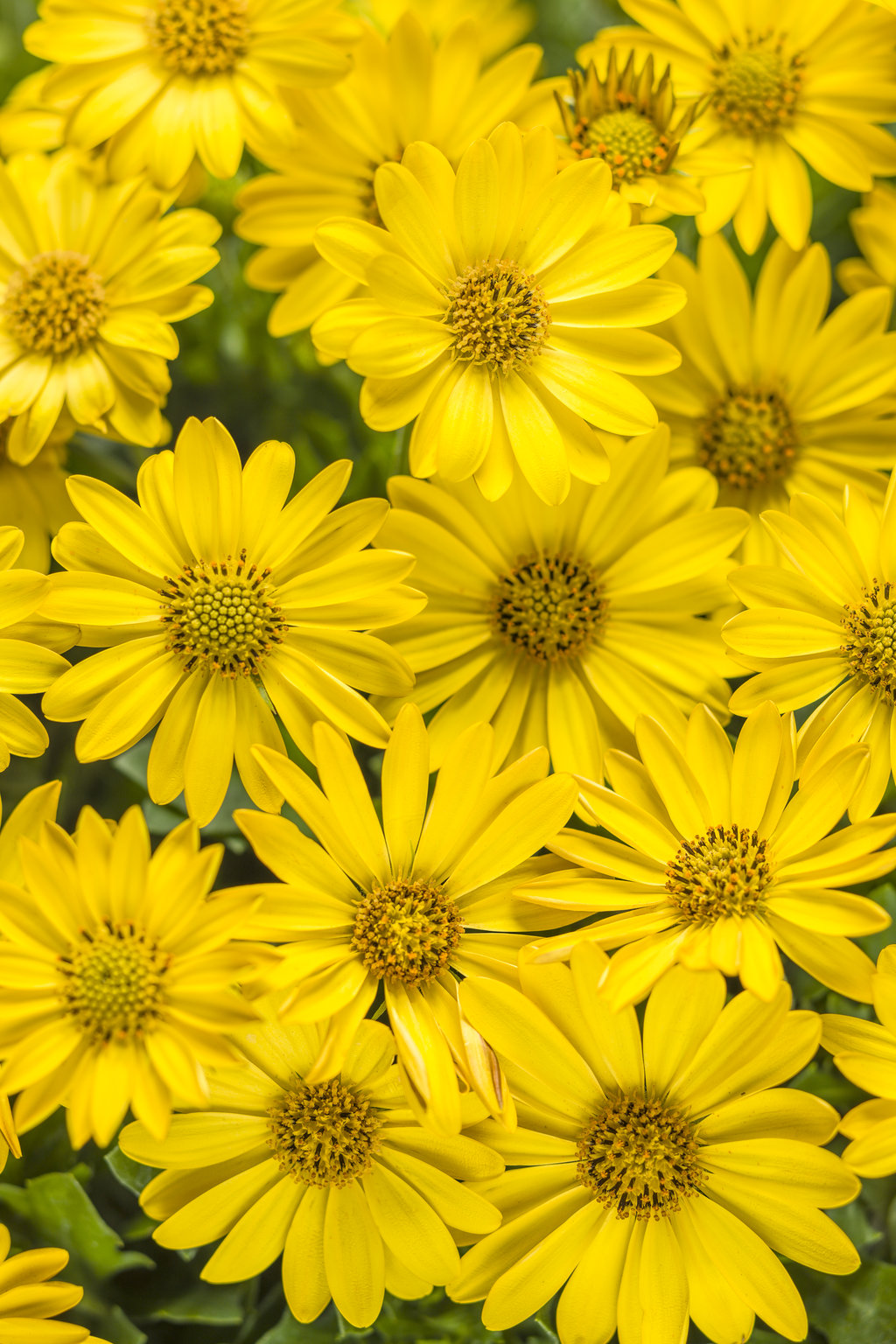 yellow daisy flower images