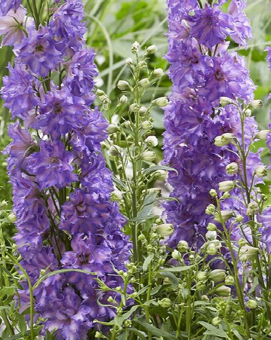 Delgenius™ 'Breezin' - larkspur - Delphinium x hybridus | Proven Winners