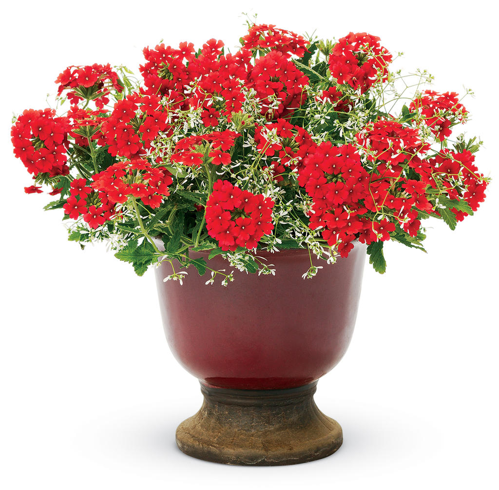 Diamond Frost® - Euphorbia hybrid | Proven Winners