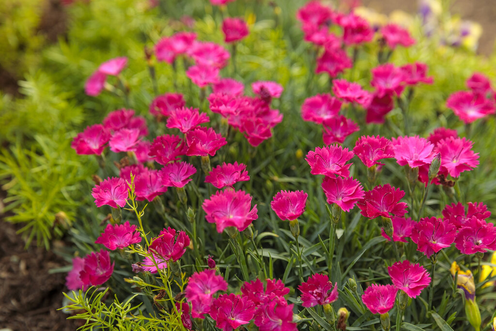 Paint the Town Magenta' - Pinks - Dianthus hybrid