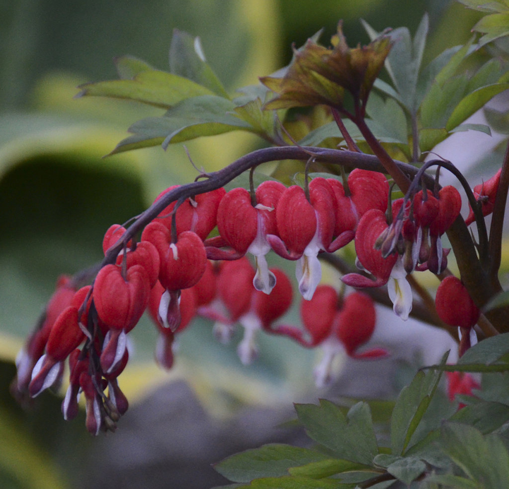 heart red flower