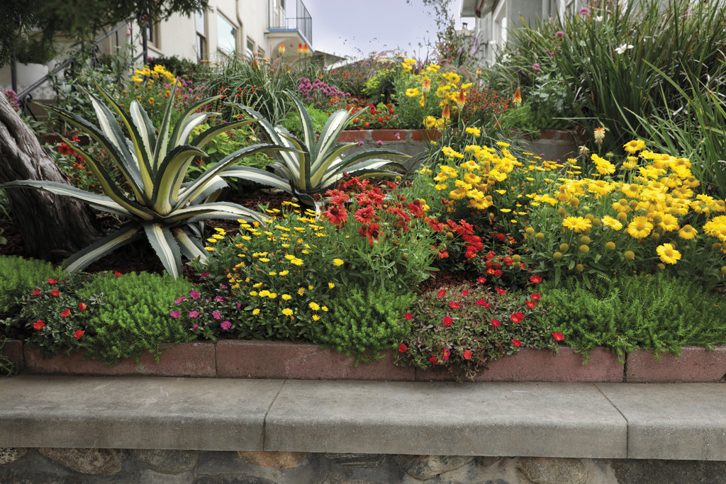 drought tolerant garden