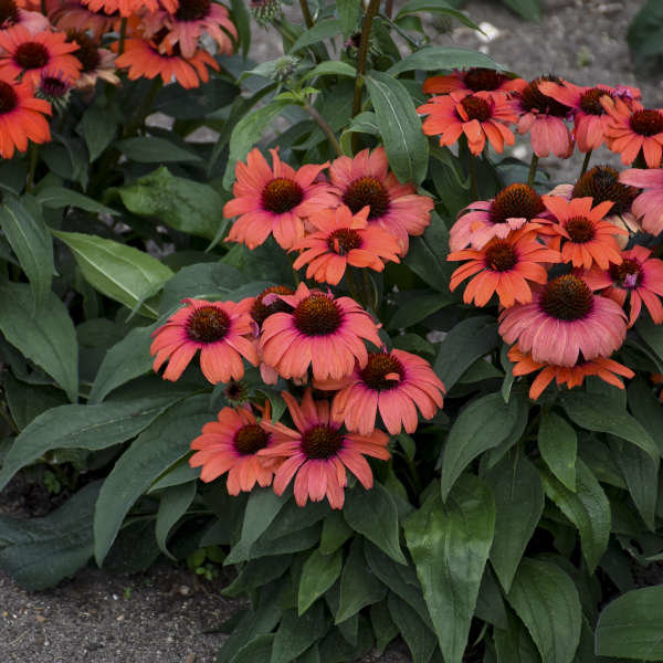 Eye-Catcher™ Tanager - Coneflower - Echinacea purpurea | Proven Winners