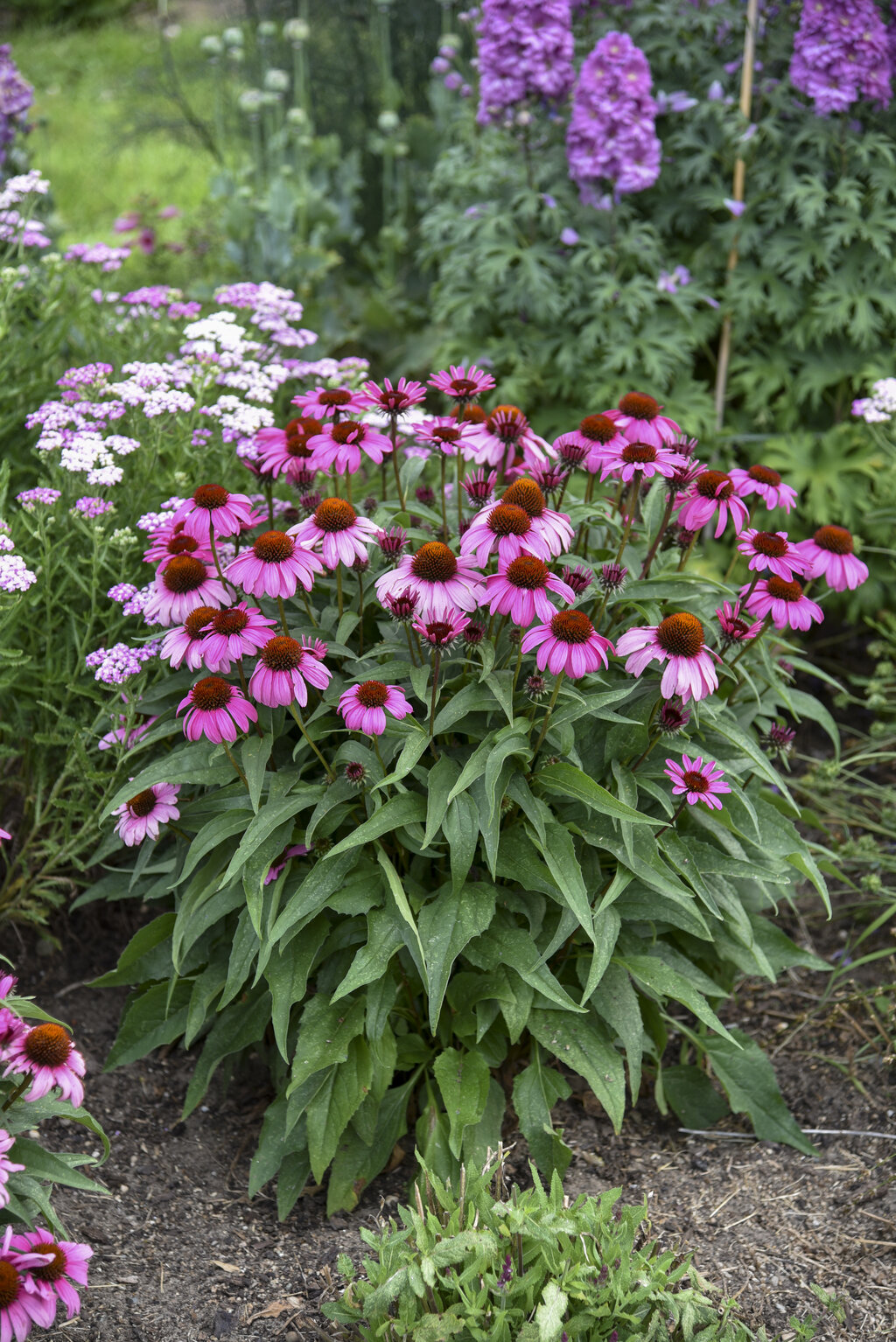 Color Coded® 'The Fuchsia is Bright' - Coneflower - Echinacea hybrid