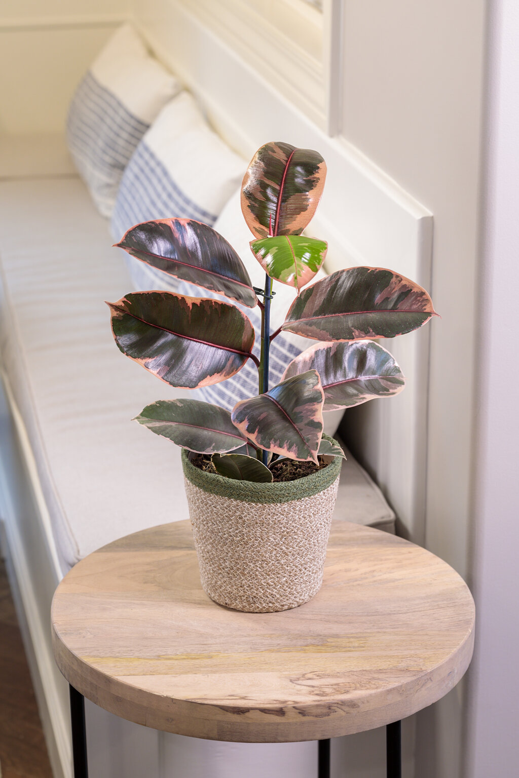 Rubber Plant, Ficus Elastica Abidjan, Buy Plants Online