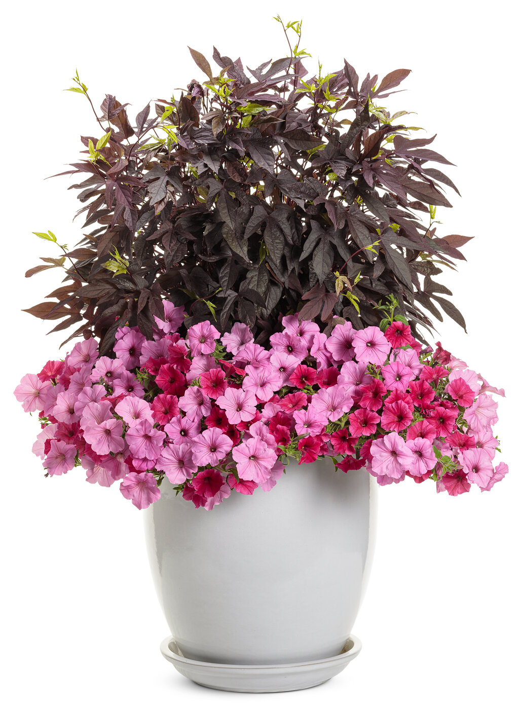 Supertunia® Giant Pink - Petunia hybrid