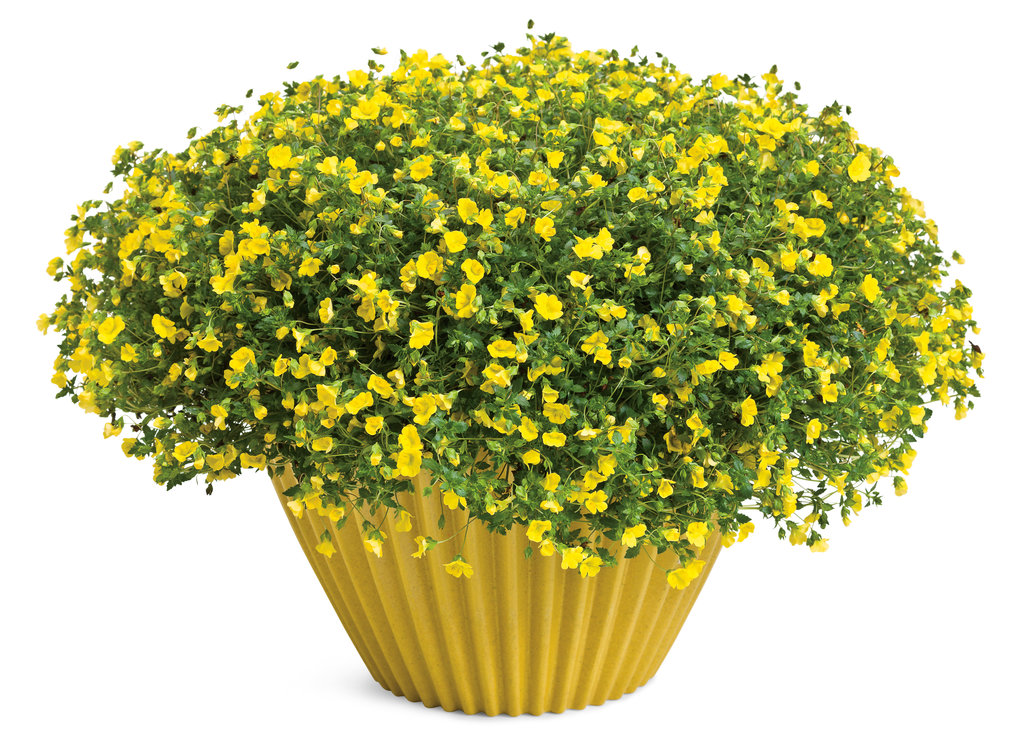 Комнатный цветок с желтыми цветами фото и названия