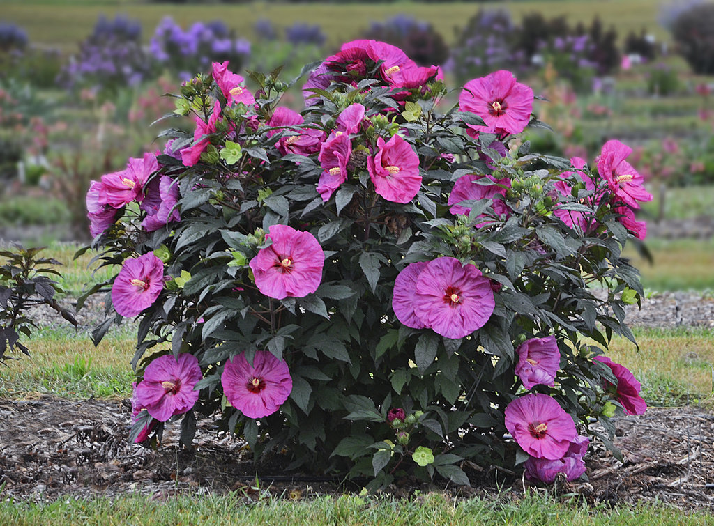 hardy hibiscus winter