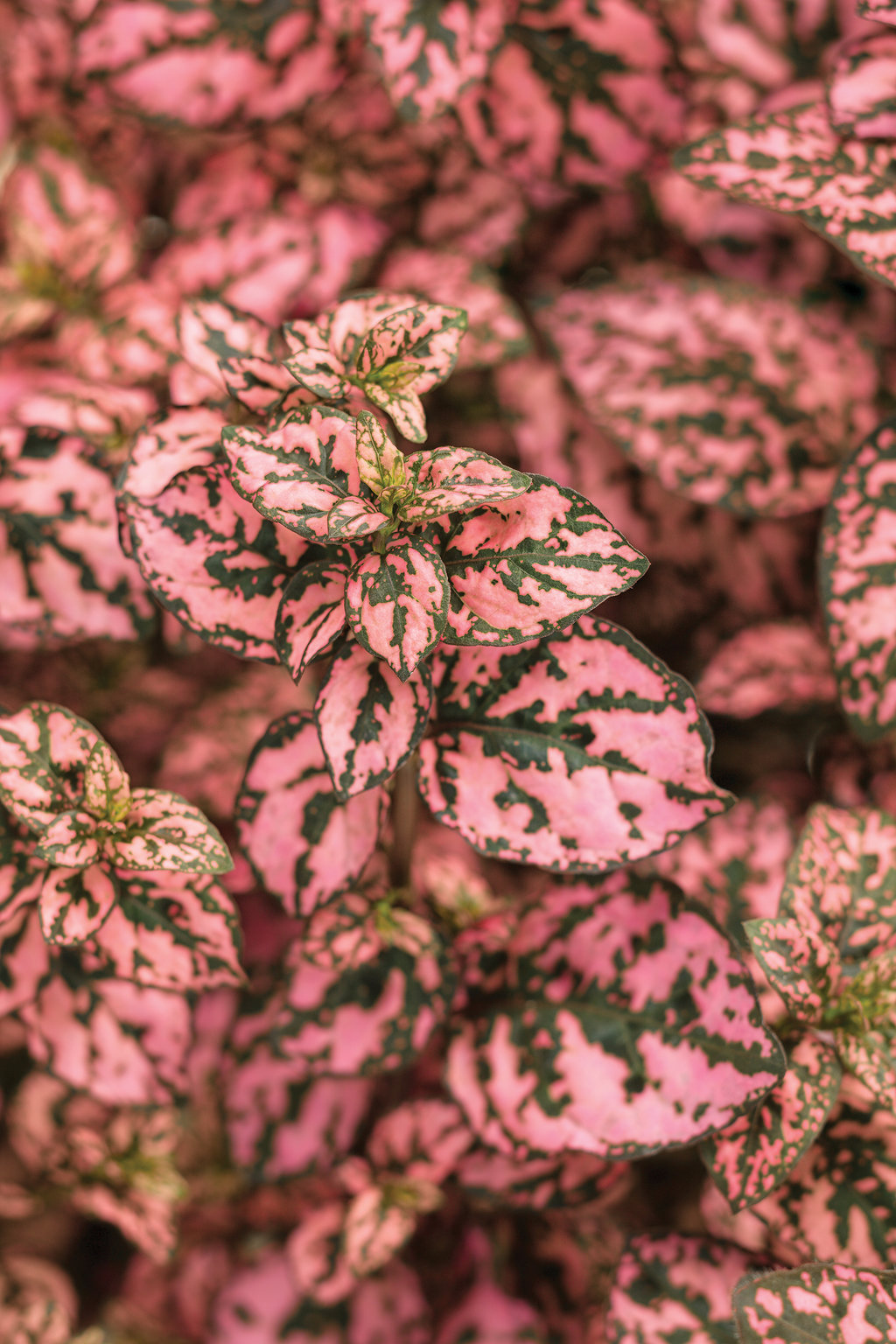 Hippo® Pink Polka Dot Plant Hypoestes Phyllostachya Proven Winners 1633