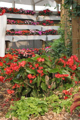 Dragon Wing® Red - Angelwing Begonia - Begonia hybrid | Proven Winners