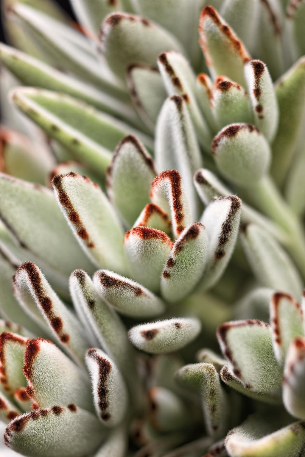 Kalanchoe tomentosa