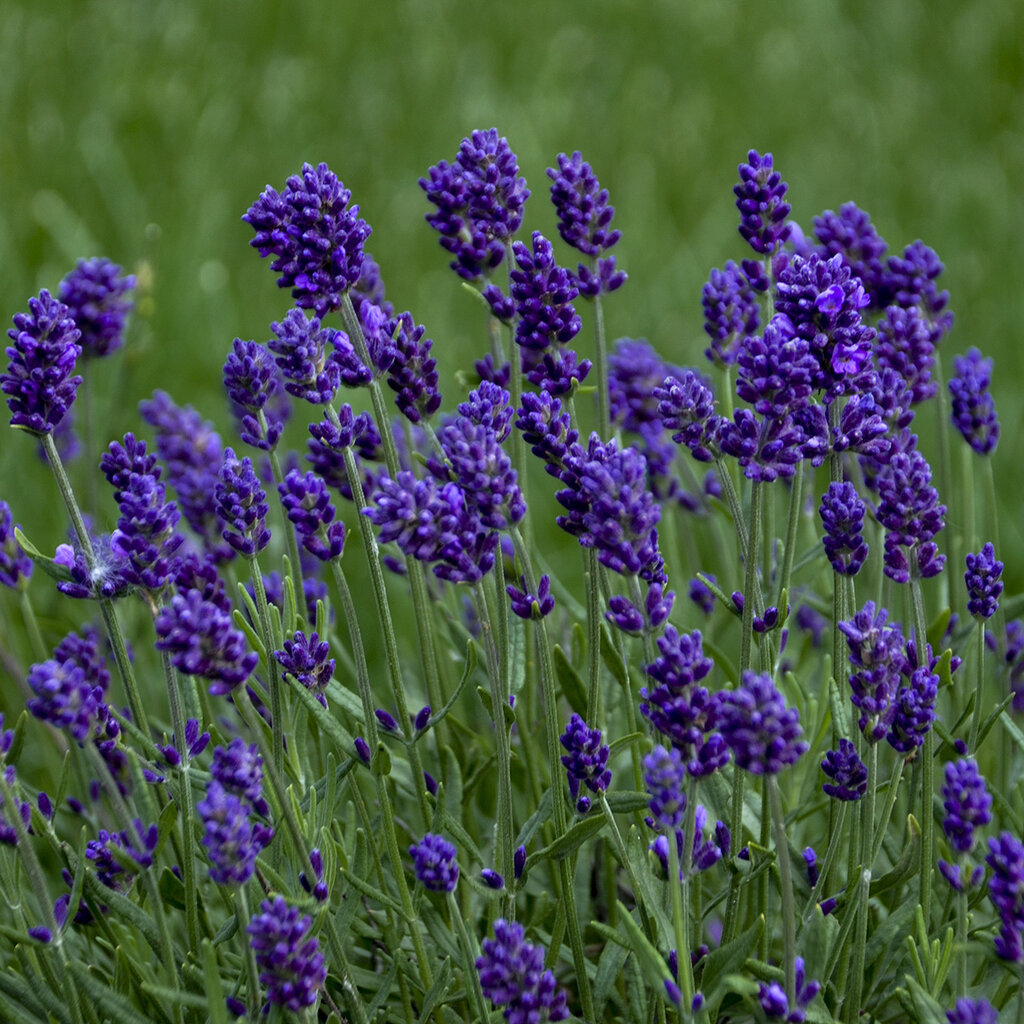 Lavance Deep Purple - English Lavender - Lavandula angustifolia 