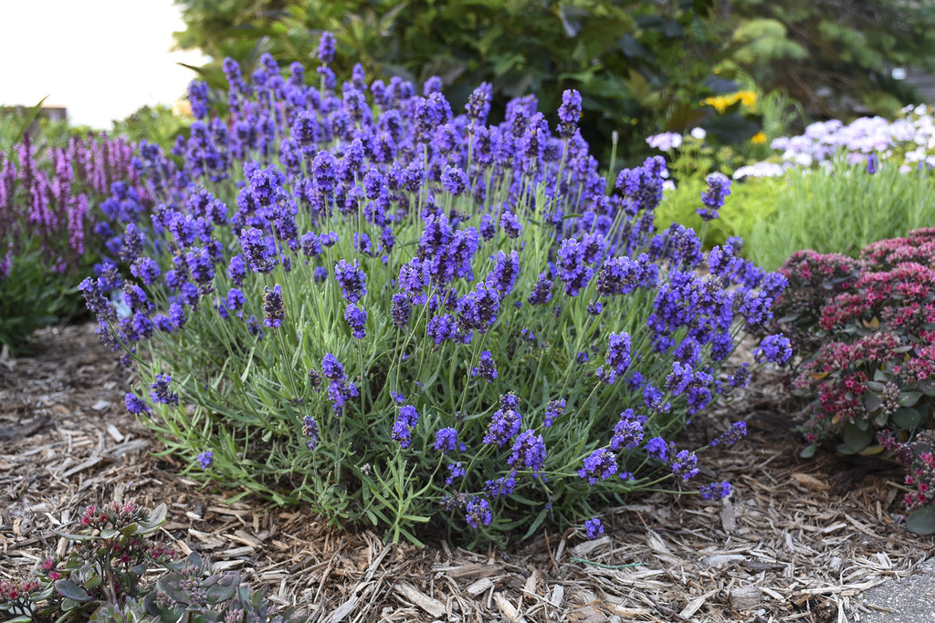 30 Great Lavender Plant Recipes and Uses