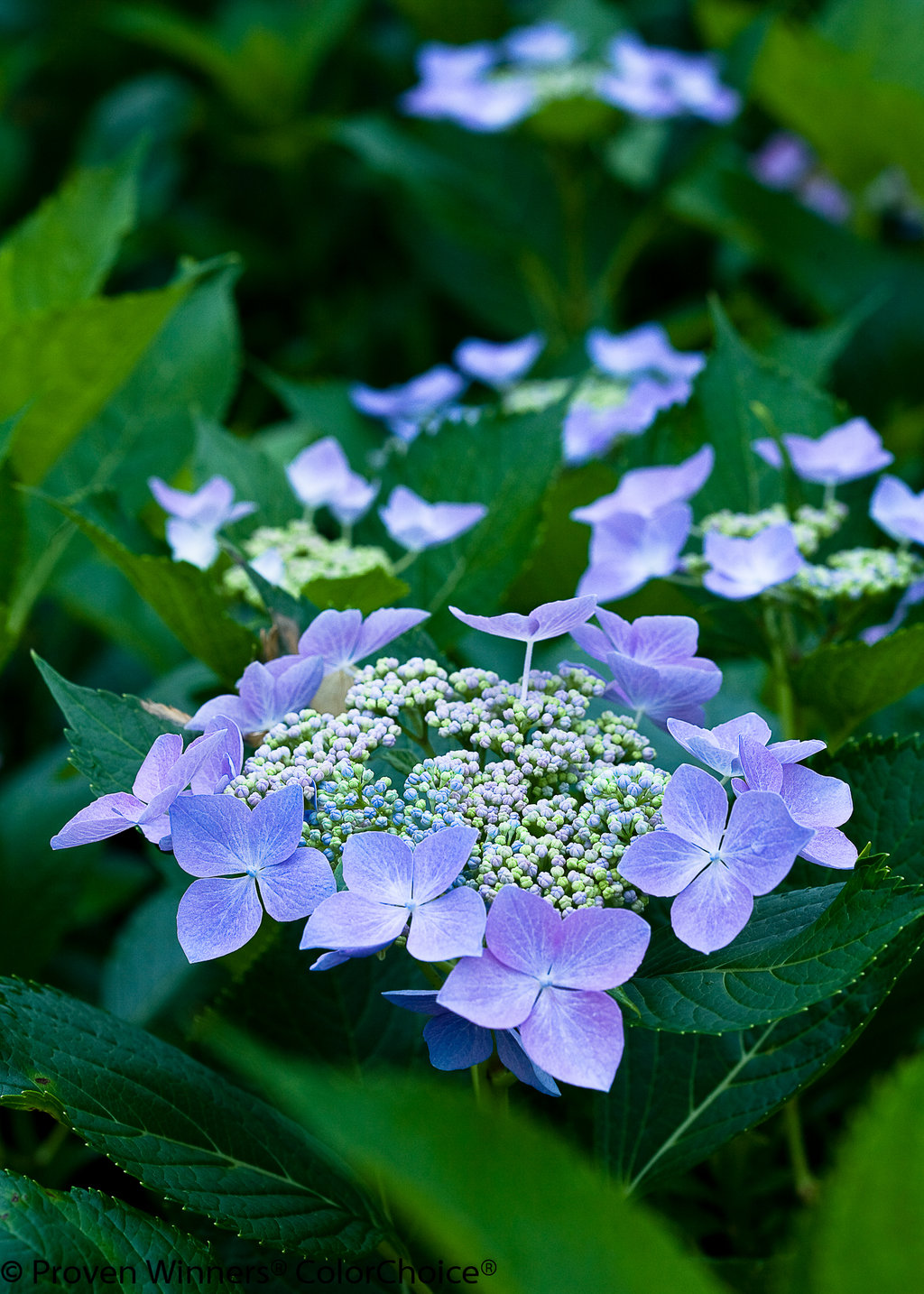 Pressed Blue Series Dried Hydrangea Macrophylla Flower Plants For