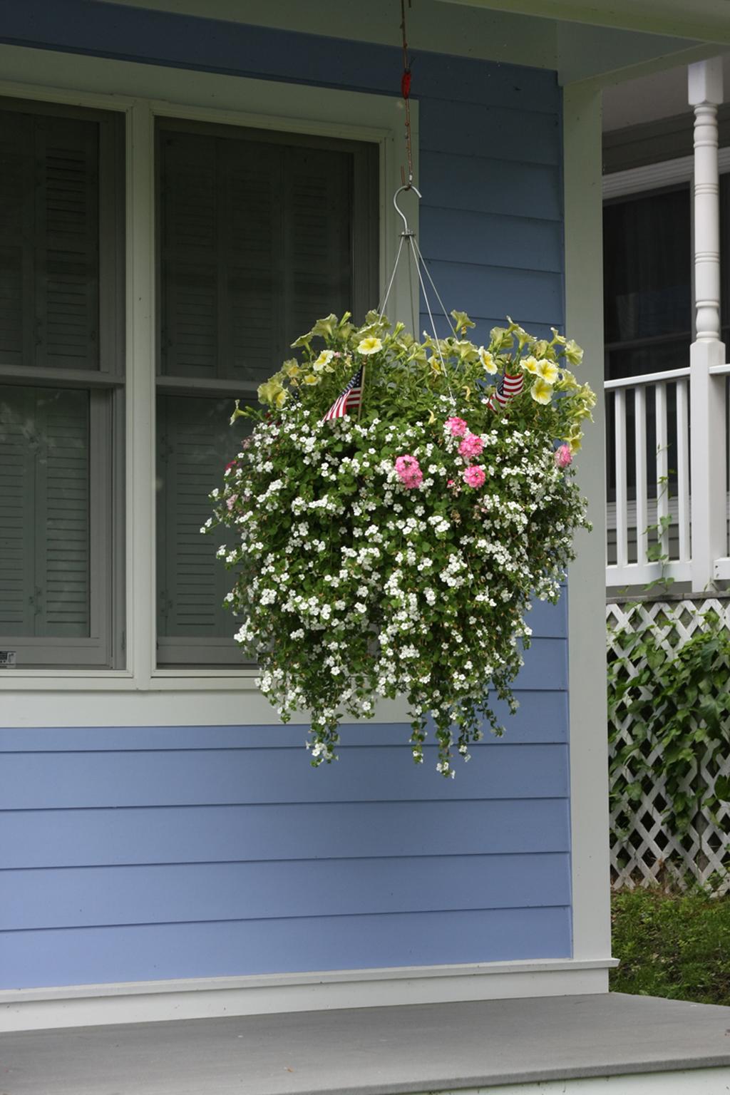 Lanai® Bright Pink - Verbena | Proven Winners