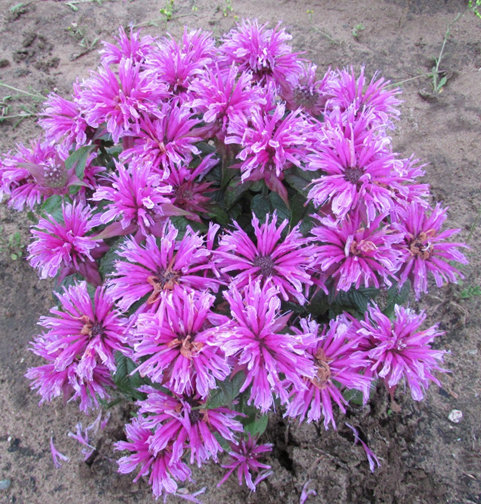 Leading Lady Orchid' - Bee Balm - Monarda hybrid