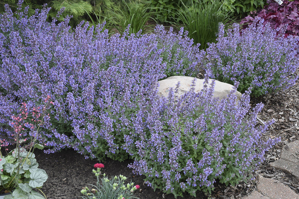 Catmint – Ultimate Plant Care & Growing Guide | Winners