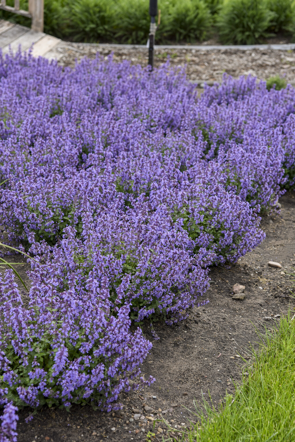 Catmint (Nepeta 'Cat's Pajamas') in the Catmints Database 