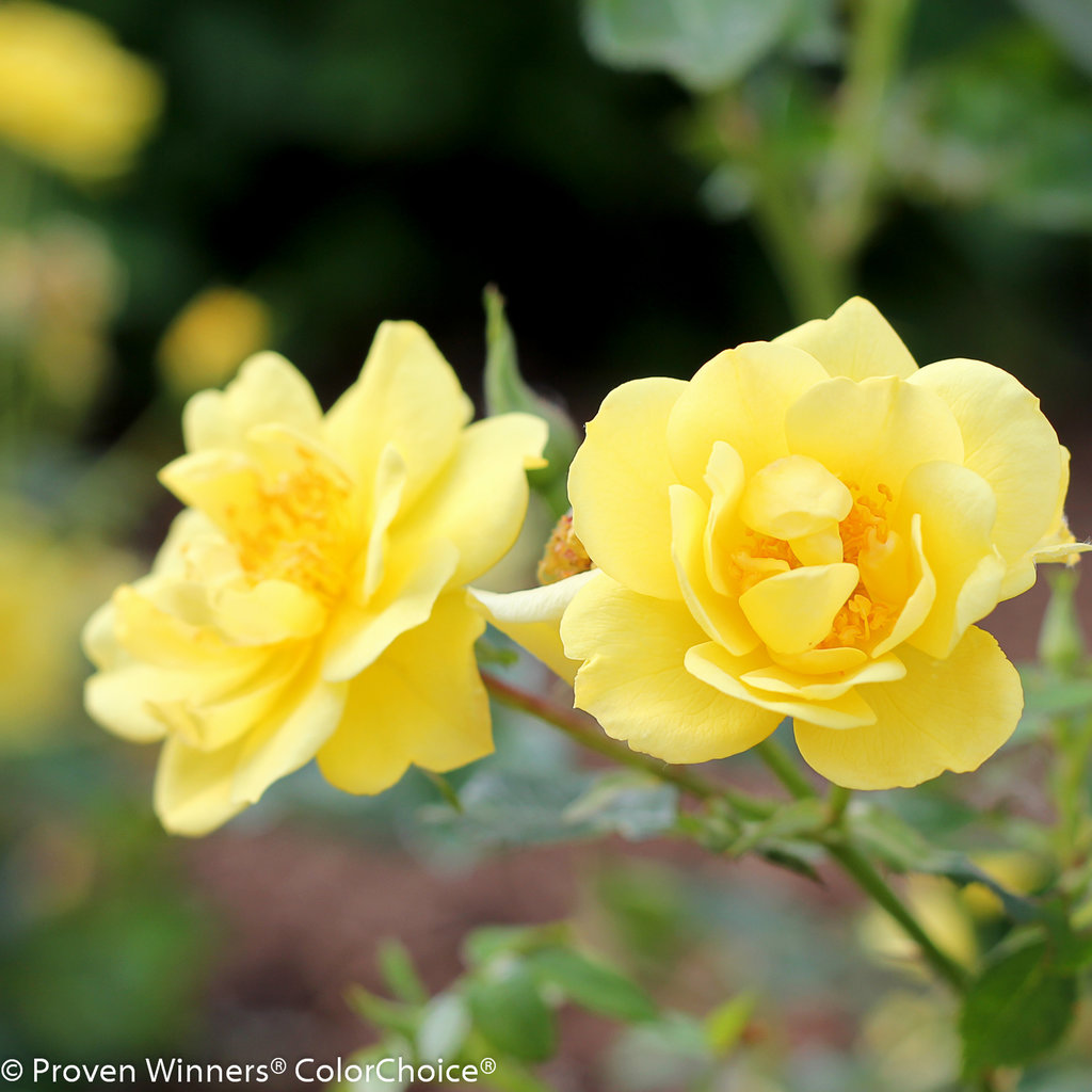 yellow rose bush varieties