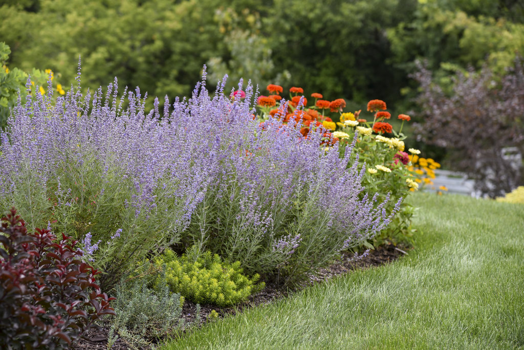 Image of Russian sage (Perovskia atriplicifolia) companion plant