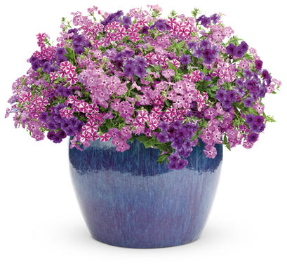 Intensia® Blueberry - Phlox hybrid | Proven Winners