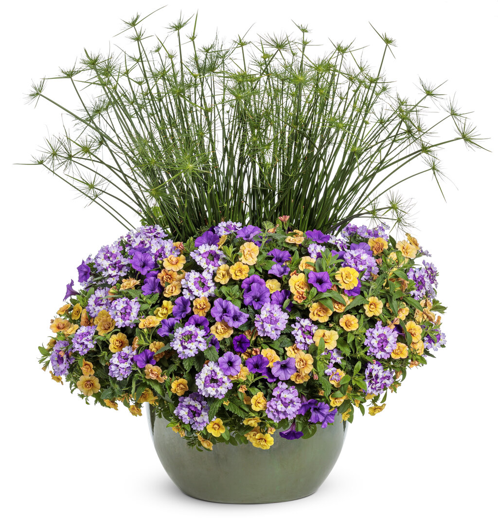 verbena container combo