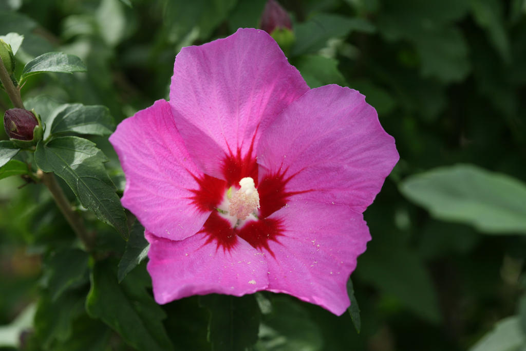 Lil' Kim® Violet - Rose of Sharon - Hibiscus syriacus | Proven Winners