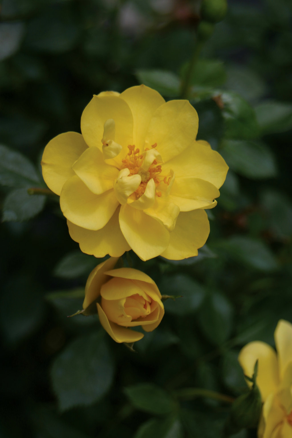 yellow rose bush varieties