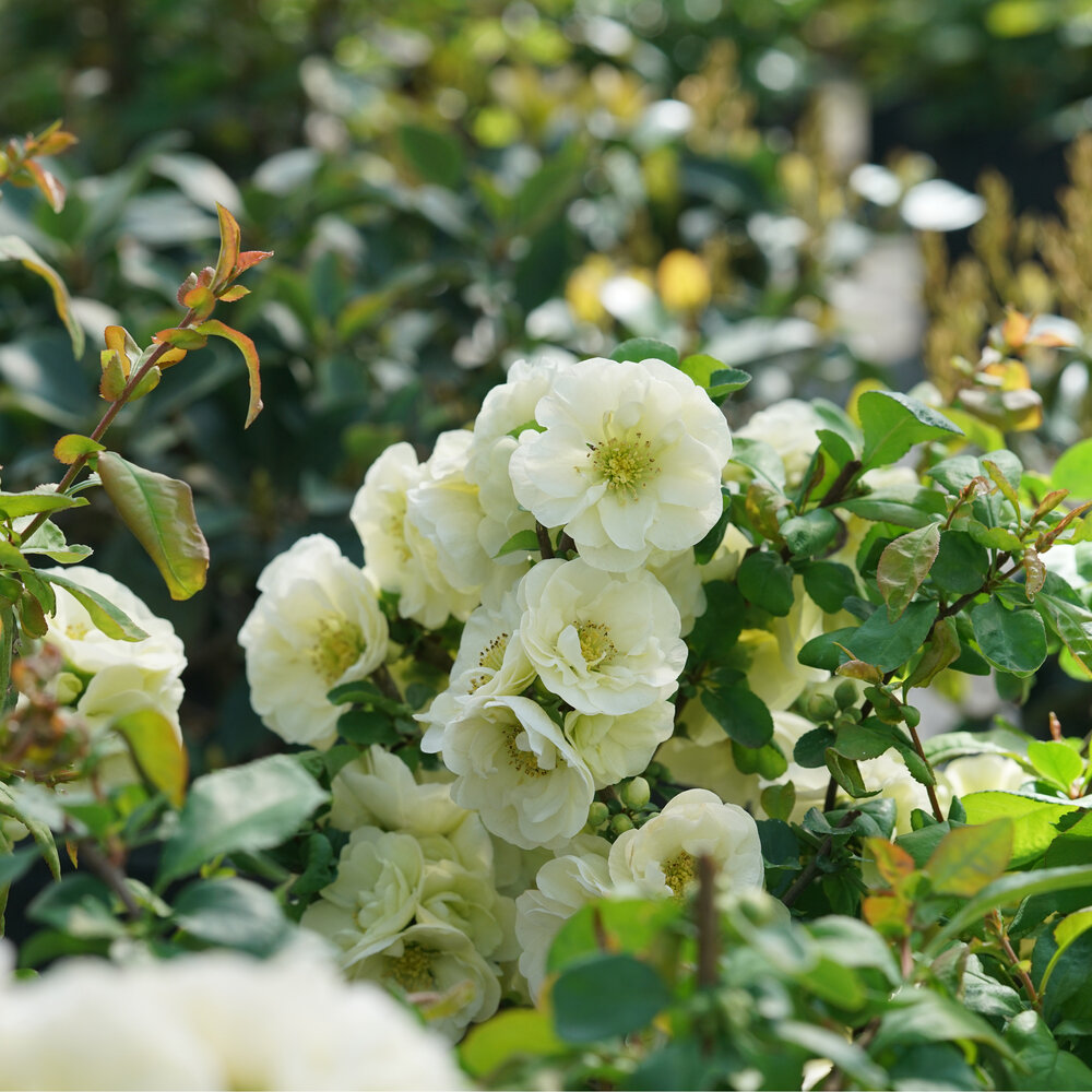 Double Take Eternal White® - Quince - Chaenomeles speciosa | Proven Winners