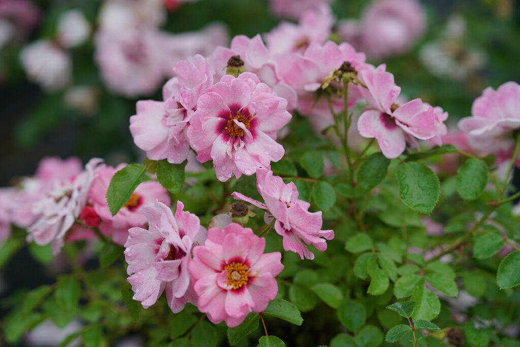 Ringo® Double Pink - Rose - Rosa x | Proven Winners