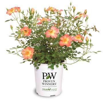 Oso Easy® Paprika - Rose - Rosa sp. Images | Proven Winners