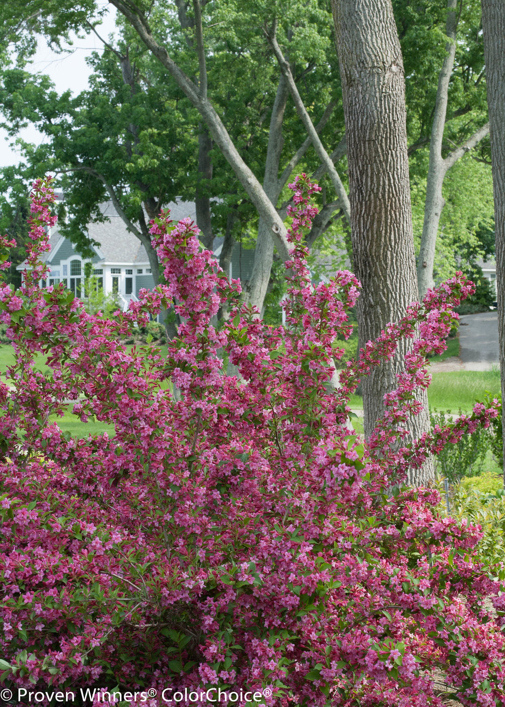 Sonic Bloom® Pure Pink Weigela, White Oak Gardens