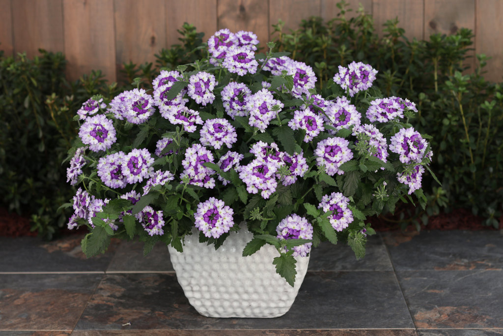 verbena in pots