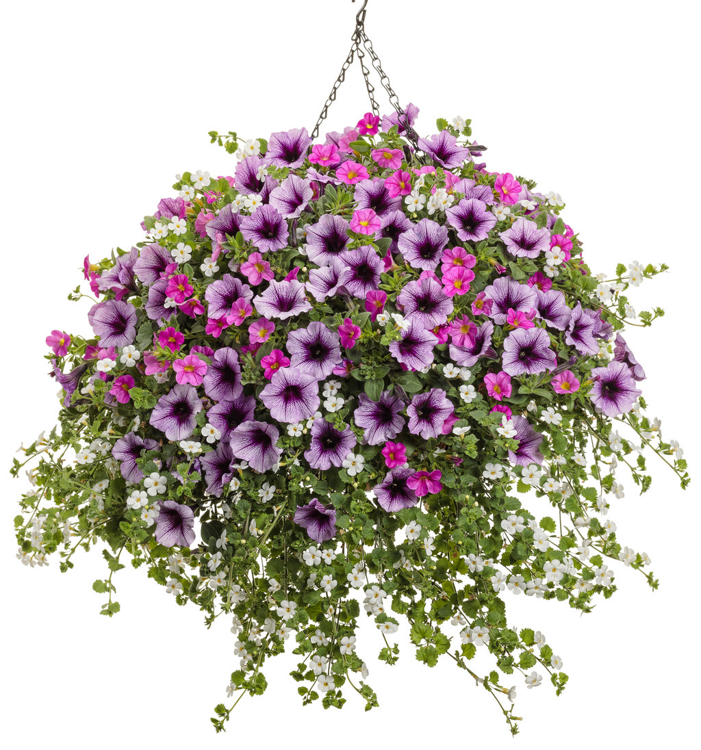 Supertunia® Bordeaux™ - Petunia hybrid | Proven Winners