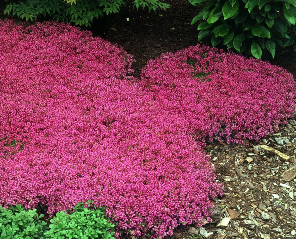 creeping thyme for lawn