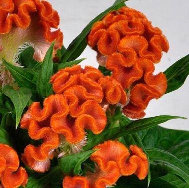 https://www.provenwinners.com/sites/provenwinners.com/files/imagecache/low-resolution/ifa_upload/twisted_celosia_orange.jpg