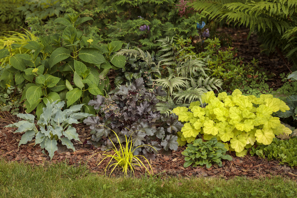 woodland hosta garden