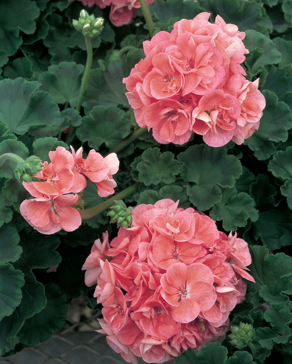 Daredevil® Salmon Zonal Geranium Pelargonium Zonale Proven Winners