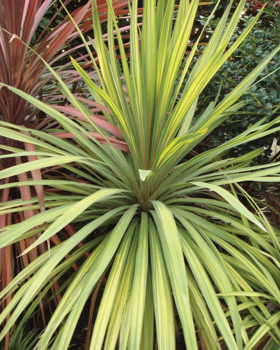 cordyline spike plant