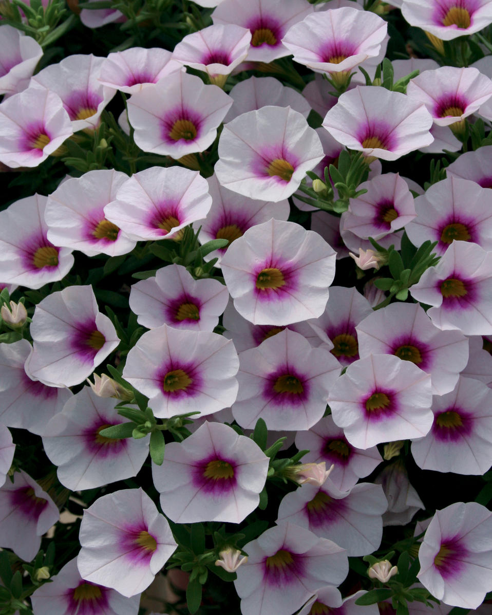 Superbells® Pink Gem - Calibrachoa hybrid | Proven Winners