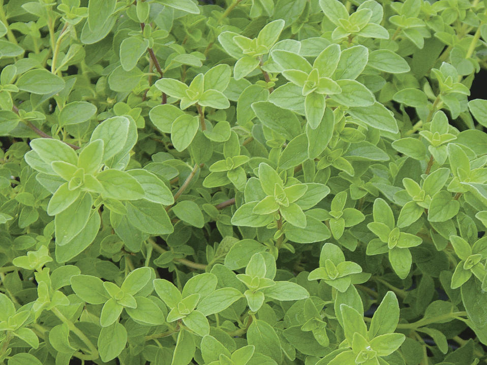 True Oregano - Origanum vulgare | Proven Winners