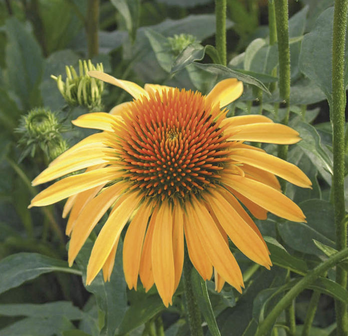 Big Sky™ Harvest Moon™ - Coneflower - Echinacea purpurea hybrid ...