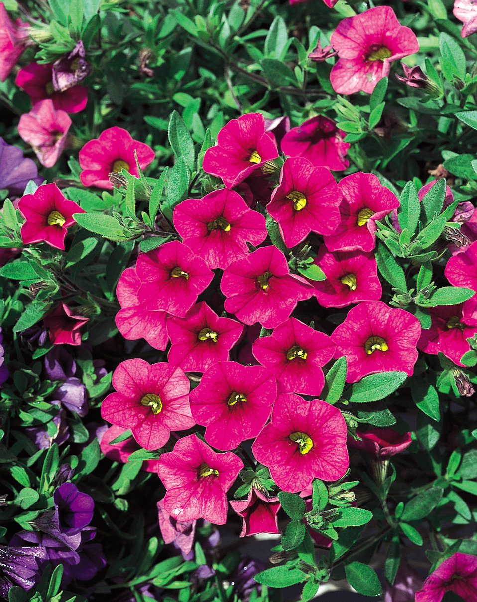 Million Bells® Cherry Pink - Calibrachoa hybrid | Proven Winners