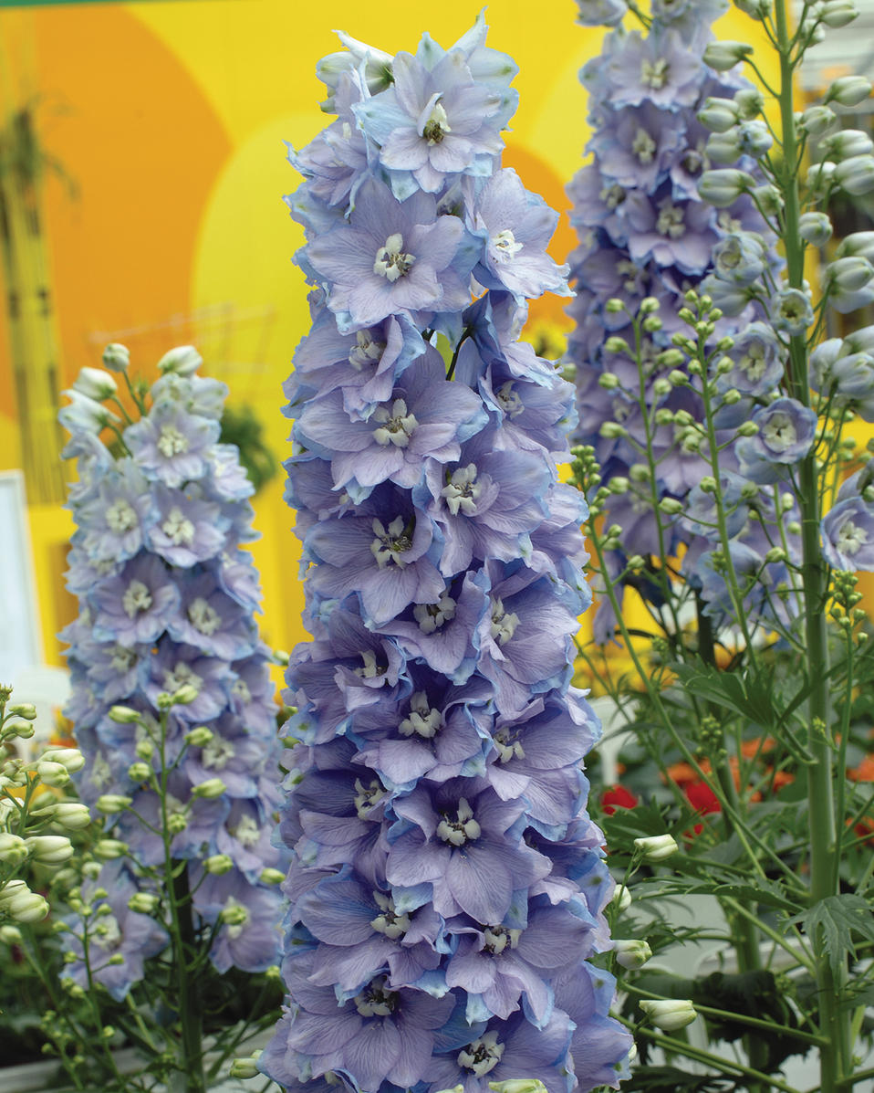 Guardian Lavender Larkspur Delphinium Elatum Proven Winners 0013