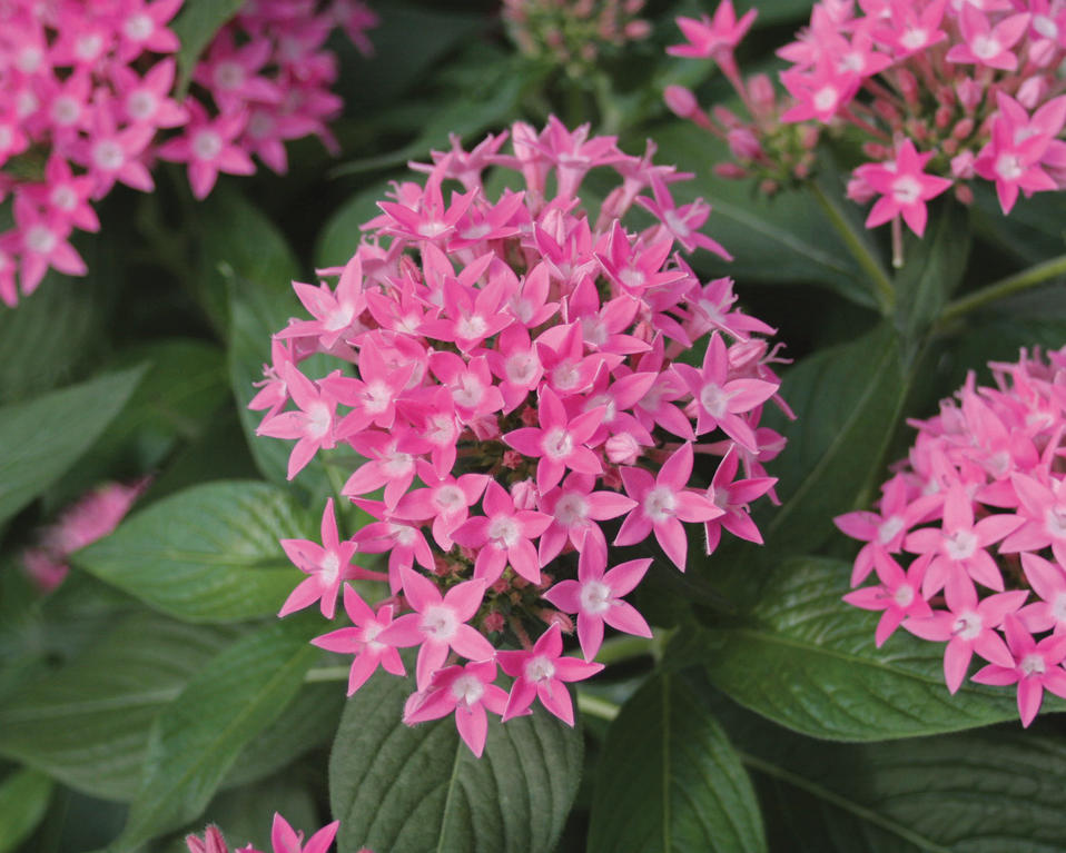 Butterfly Deep Pink - Pentas lanceolata | Proven Winners